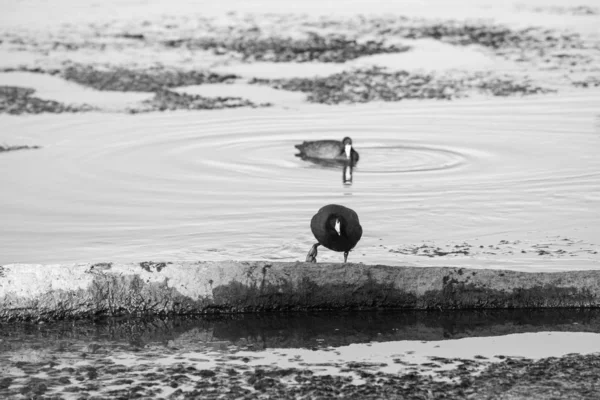 Estuary San Jos Most Important Natural Space Town More 200 — Stock Photo, Image