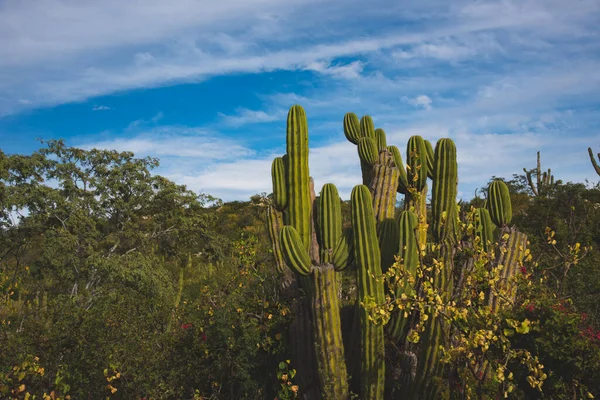 Los Cabos Meksika Güzel Bir Manzara Kaktüs Tarlası Otoyolun Yanında — Stok fotoğraf