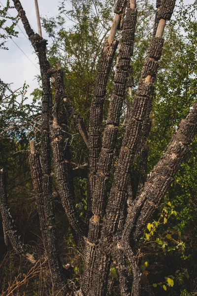Dry Death Cactus Vertical Photograph Mexico — 스톡 사진
