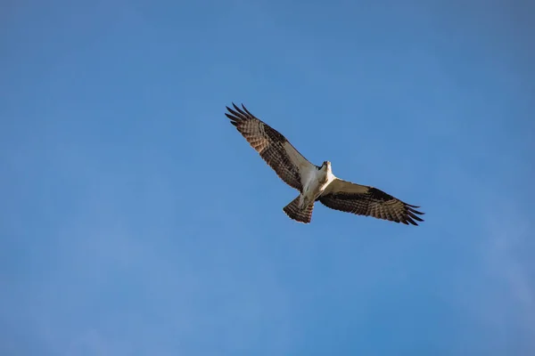 Fechar Falcão Hawk Mexicano Voando Céu — Fotografia de Stock