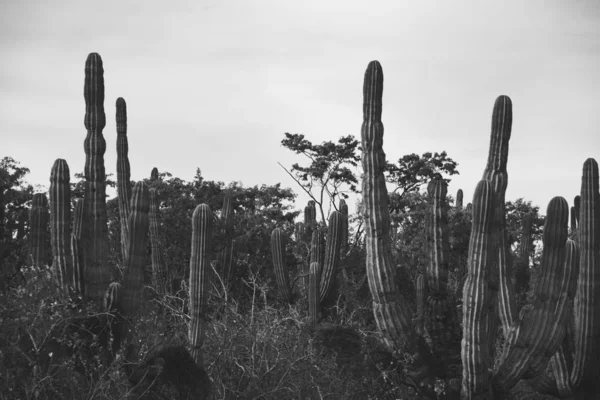 Krásná Přírodní Scenérie Los Cabos Mexiku — Stock fotografie