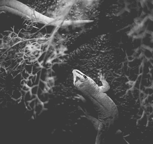 背景上Gecko Lizard附近 — 图库照片