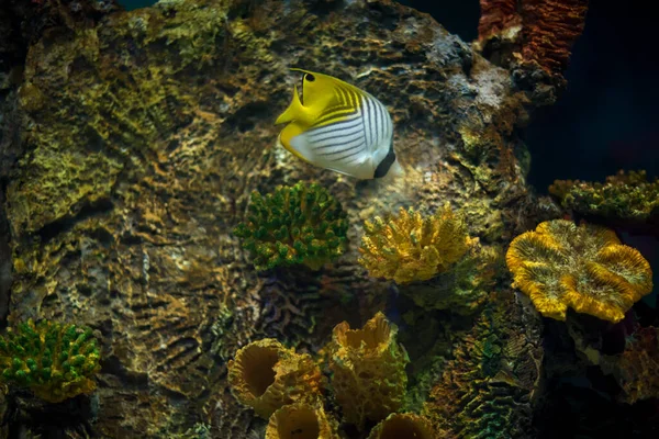 Gyönyörű Színes Tengeri Akvárium Jelenet — Stock Fotó