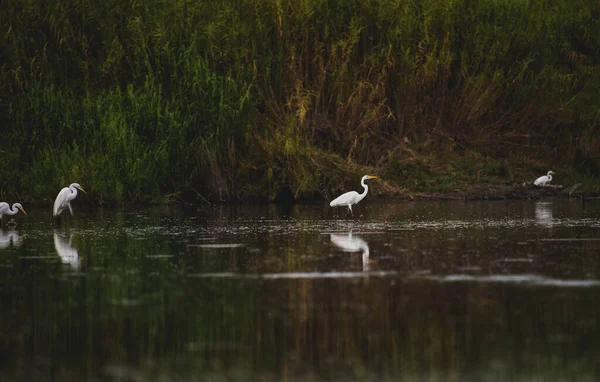 Estuário San Jos Espaço Natural Mais Importante Cidade Mais 200 — Fotografia de Stock