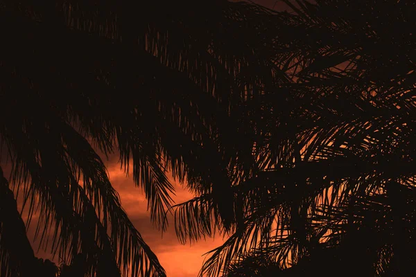 Güzel Kırmızı Turuncu Günbatımı Palmiye Sahnesi Los Cabos Meksika — Stok fotoğraf