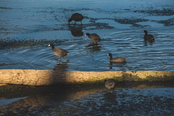 San Jos Mynning Den Viktigaste Naturområdet Staden Mer 200 Arter — Stockfoto