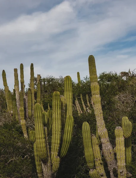 Los Cabos, Mexico , highway beautiful view, cactus, landscape
