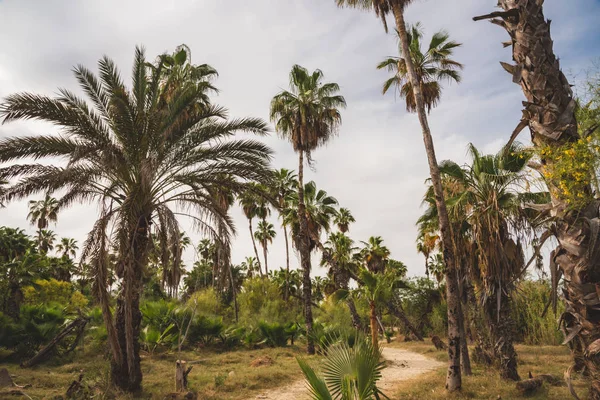 Vackra Palmer Tropical Scene Mexiko — Stockfoto