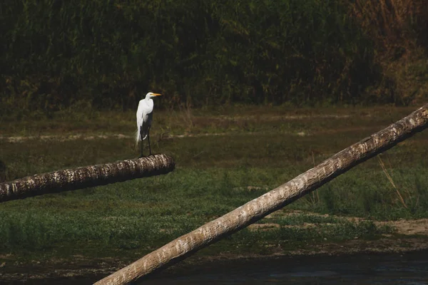 Hierro Blanco Pie Sobre Una Rama Estuario — Foto de Stock