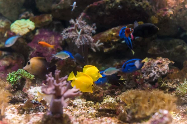 Belle Teinte Scène Marine Aquarium — Photo