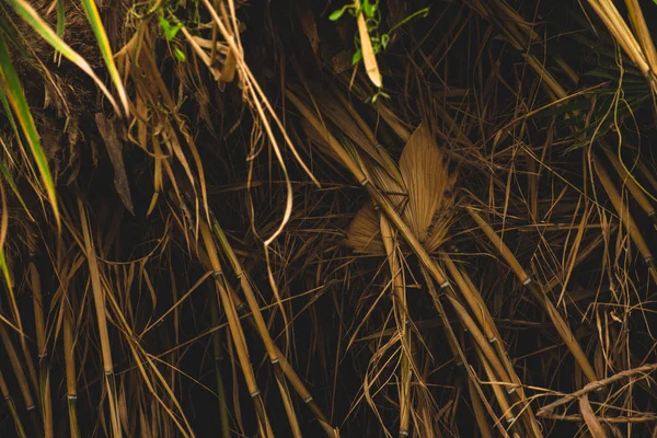 Feche Detalhe Uma Palma — Fotografia de Stock