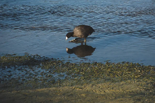 Estuario San Jos Espacio Natural Más Importante Ciudad Más 200 —  Fotos de Stock