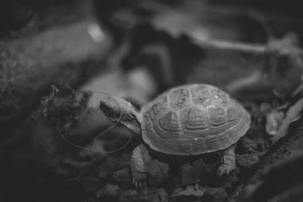 Kaplumbağanın Siyah Beyaz Fotoğrafı Bir Camın Arkasından Görülüyor — Stok fotoğraf