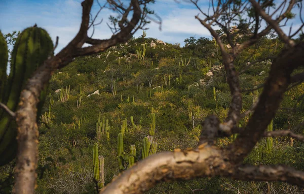 Krásný Výhled Los Cabos Mexiko Kaktusové Pole Nachází Vedle Dálnice — Stock fotografie