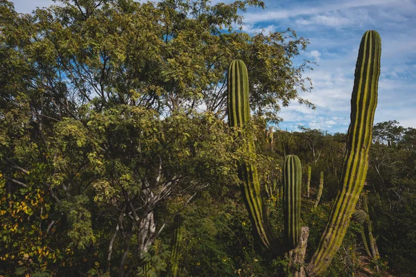 カボス メキシコの美しい景色 サボテン畑高速道路の隣にあります — ストック写真