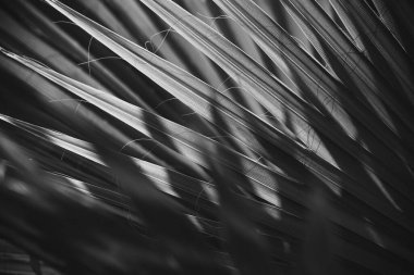 İlginç Makro Yakın çekim Doğal Avuç İçi Yaprağı dokusu, Detaylar