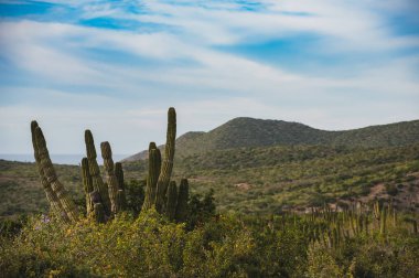 Los Cabos, Meksika, otoban güzel manzara, kaktüs, manzara