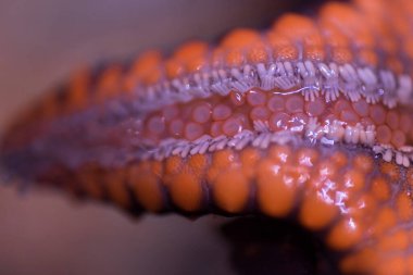 Egzotik bir denizyıldızının soyut Makro Yakın Çekimi 