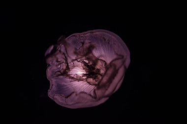 Arka planda bir denizanasının yakın plan görüntüsü