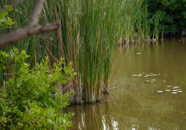 Mangrove Sahnesi Puerto Morelos, Riviera Maya, Meksika 