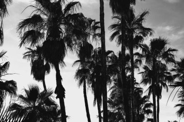 Güneşli bir günde Siyah ve Beyaz Palmiyeler
