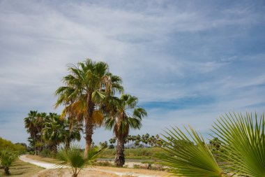 Güzel Palmiye Ağaçları Tropikal Sahne, Meksika