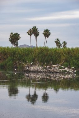 San Jos haliçleri, şehrin en önemli doğal alanıdır, 200 'den fazla hayvan türü (% 70) bu sessiz ve huzurlu yerde bulunabilir. 