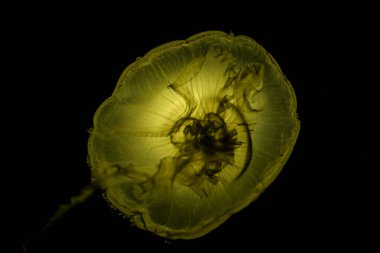 Arka planda bir denizanasının yakın plan görüntüsü