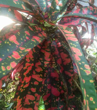 İlginç bir kırmızı / yeşil santral.