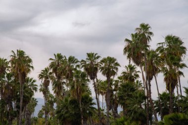 Güneşli bir günde Meksika, Los Cabos 'ta palmiye ağaçları
