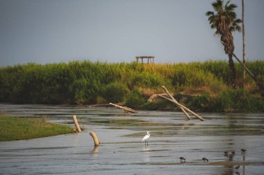 San Jos haliçleri, şehrin en önemli doğal alanıdır, 200 'den fazla hayvan türü (% 70) bu sessiz ve huzurlu yerde bulunabilir. 
