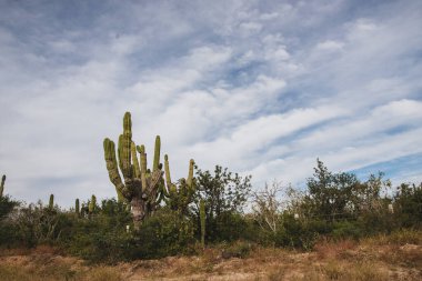 Los Cabos, Meksika, otoban güzel manzara, kaktüs, manzara