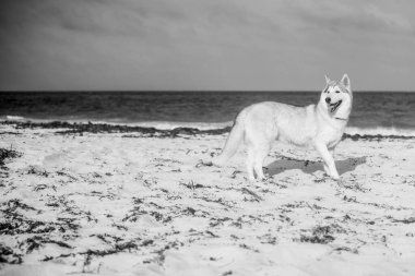 Quintana Roo Mexico 'daki 