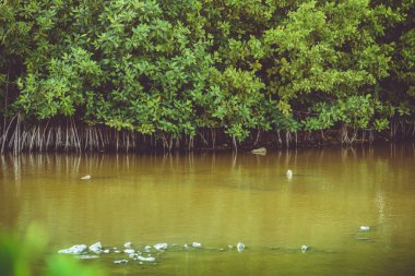 Mangrove Sahnesi Puerto Morelos, Riviera Maya, Meksika 