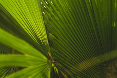 Bir Palm 'ın detaylarını kapat