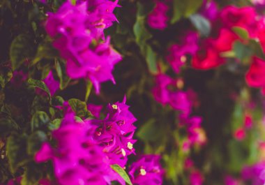 bougainvillea Çalılığı / Çiçek Yaklaş