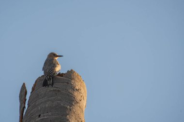 San Jos haliçleri, şehrin en önemli doğal alanıdır, 200 'den fazla hayvan türü (% 70) bu sessiz ve huzurlu yerde bulunabilir. 