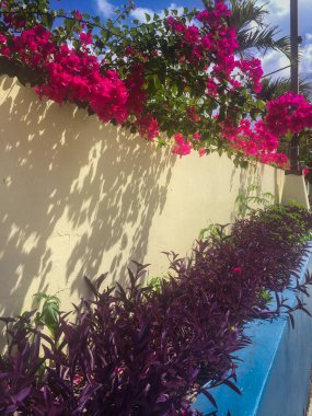 Aziz Thomas Virgin Adaları 'nda güneşli bir günde güzel çiçekler kontrastı