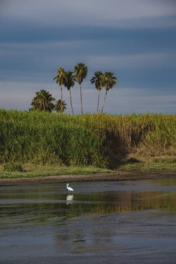 San Jos haliçleri, şehrin en önemli doğal alanıdır, 200 'den fazla hayvan türü (% 70) bu sessiz ve huzurlu yerde bulunabilir. 