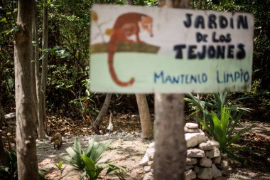 Coati / Tejon animal on a fauna protected area garden  clipart