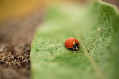 Yaprağın üzerindeki uğur böceğinin Macro 'su