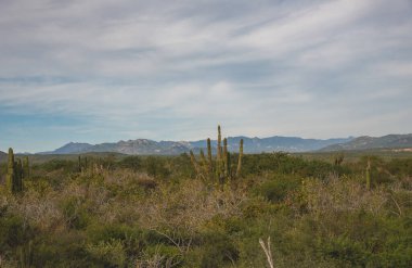 Los Cabos, Meksika, otoban güzel manzara, kaktüs, manzara