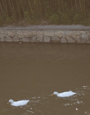 Suya bir çift beyaz ördek