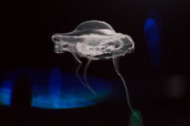 Arka planda bir denizanasının yakın plan görüntüsü