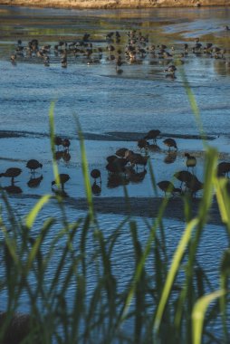 San Jos haliçleri, şehrin en önemli doğal alanıdır, 200 'den fazla hayvan türü (% 70) bu sessiz ve huzurlu yerde bulunabilir. 