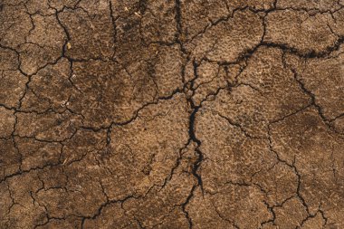 Bir palmiye ağacının gövdesini kapat