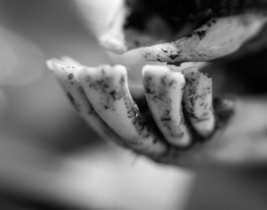 Bir kuzunun başını kapat. Özellikle Meksika 'nın birçok yerinde barbacoa gibi tarifler için hayvan kafası kullanılır.