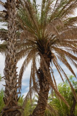 Bir Palm 'ın detaylarını kapat