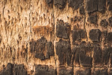 Bir palmiye ağacının gövdesini kapat