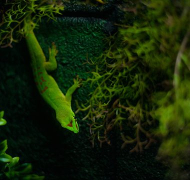 Arka planda bir Gecko / Kertenkelenin Kapanışı